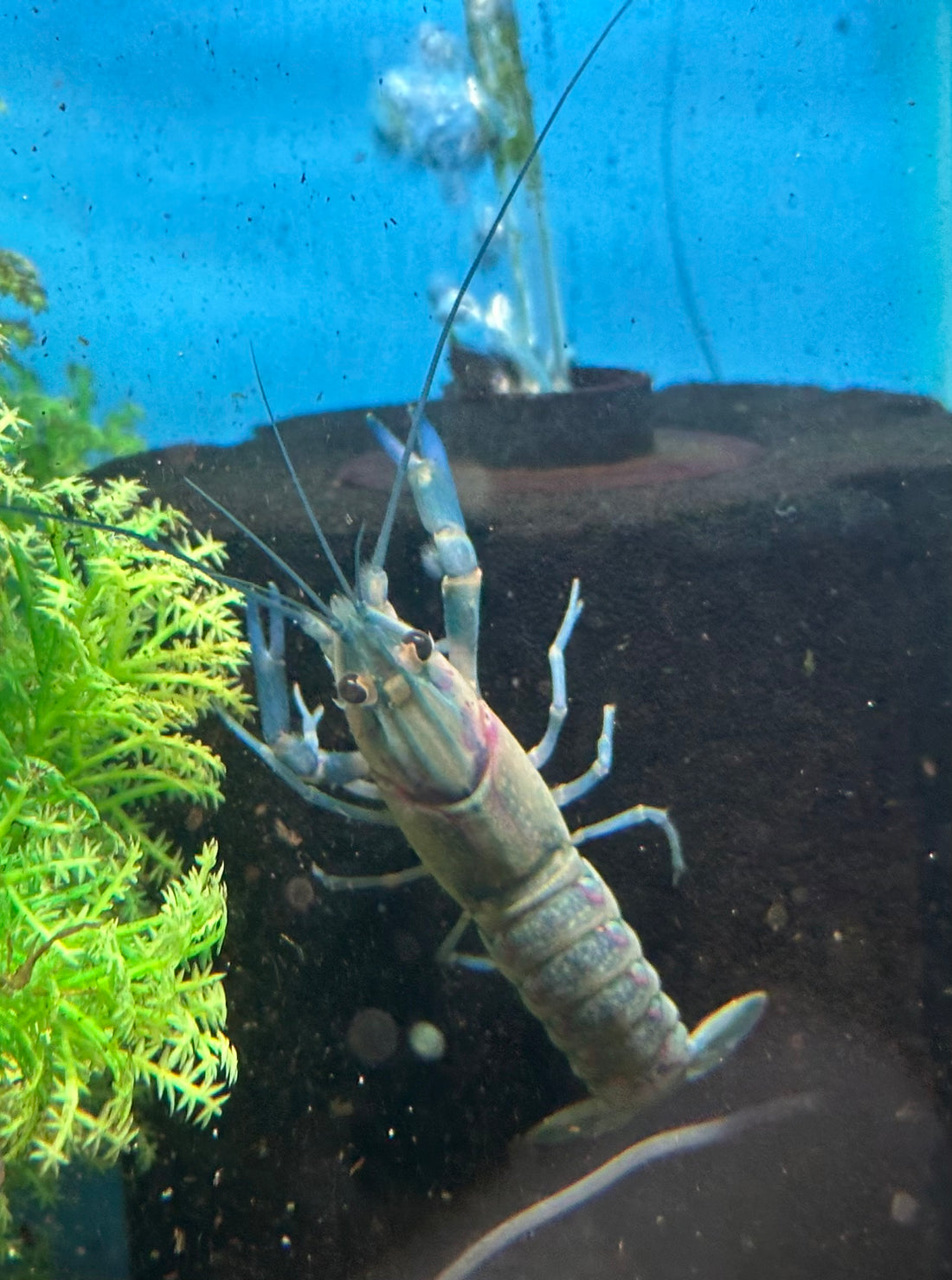 Austrailian Red Claw Crayfish (2.5”)