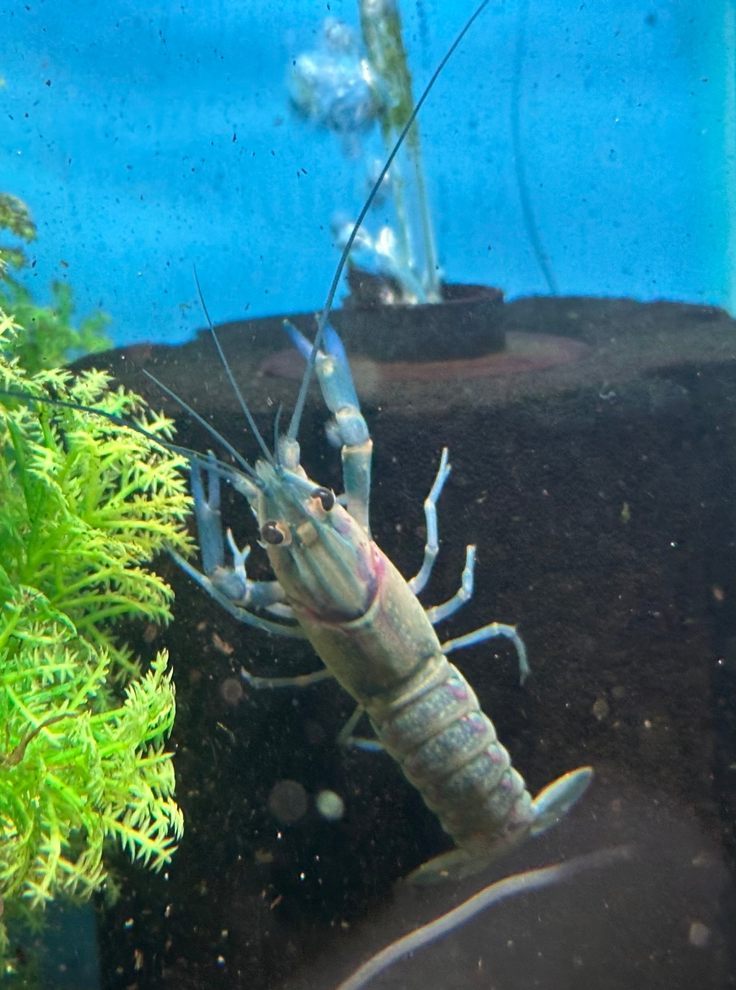 Austrailian Red Claw Crayfish (2.5”)