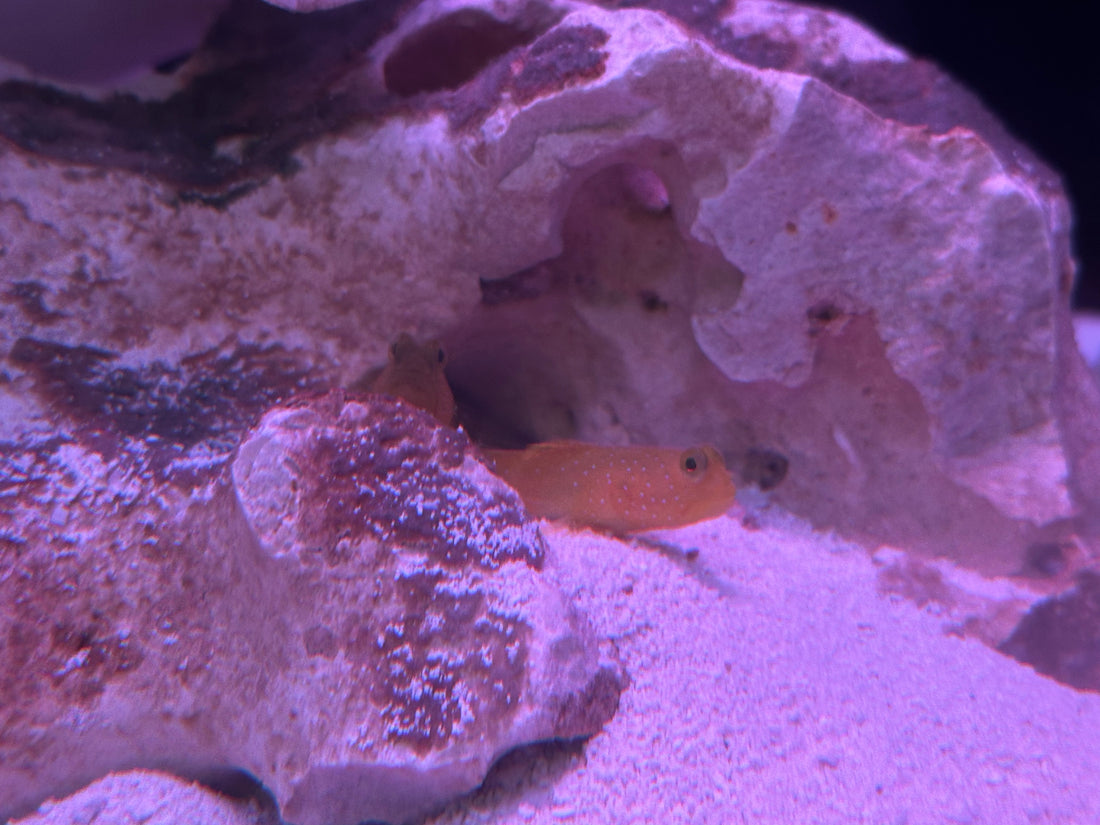 Watchman Goby (2”)