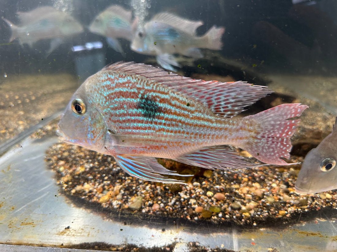XL Sveni Geophagus Cichlid (6.5-7”)