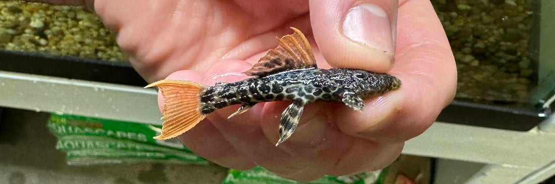 L600 Leopard Cactus Pleco (2”)