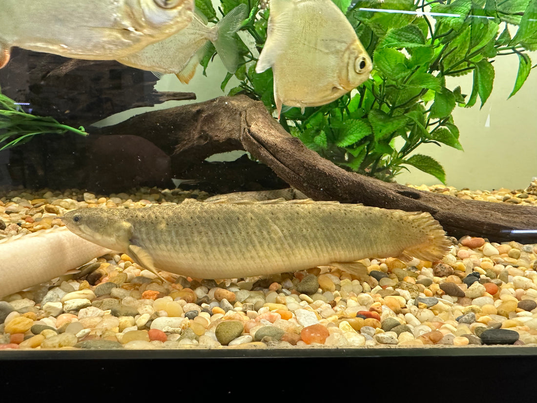 Marble Senegal Polypterus (6-7”)