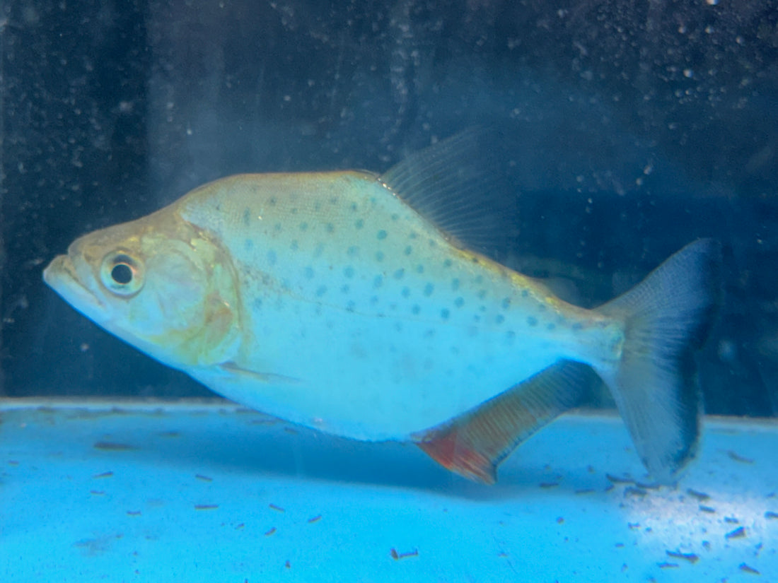Sanchezi Piranha (3.5-4”)