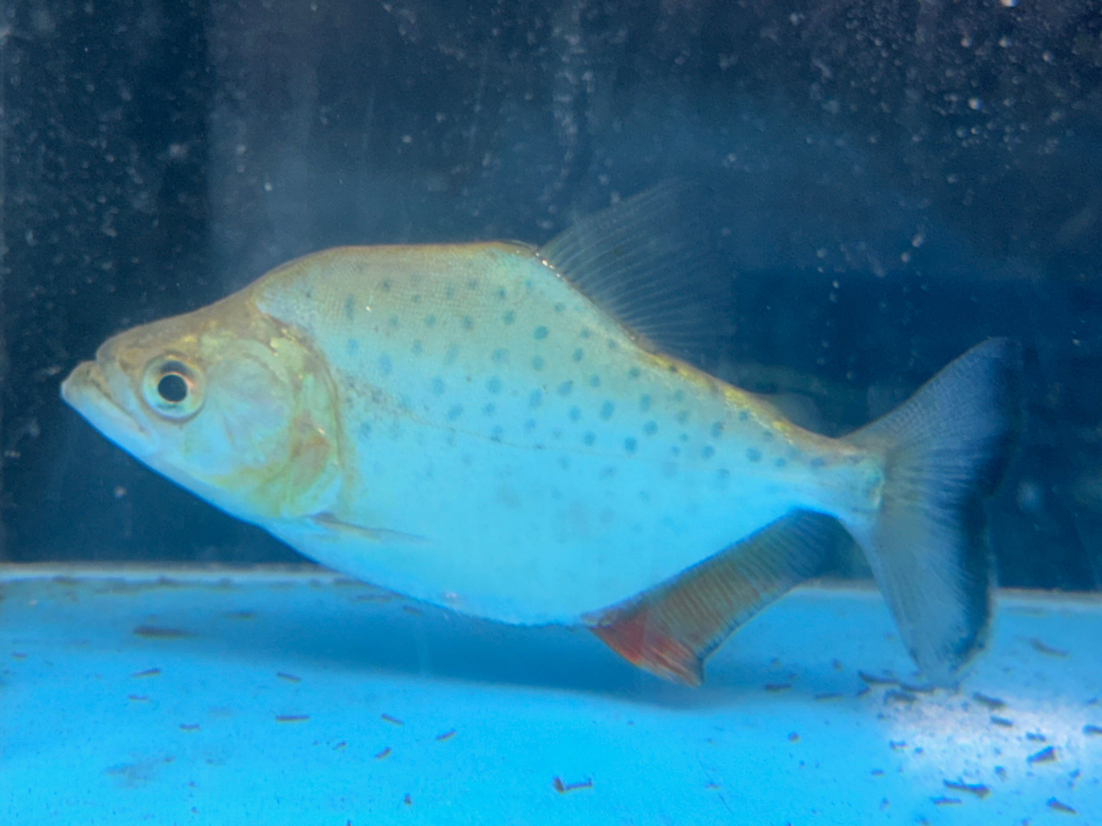 Sanchezi Piranha (3.5-4”)