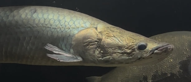 Jumbo (MONSTER) Arapaima (36-38”)