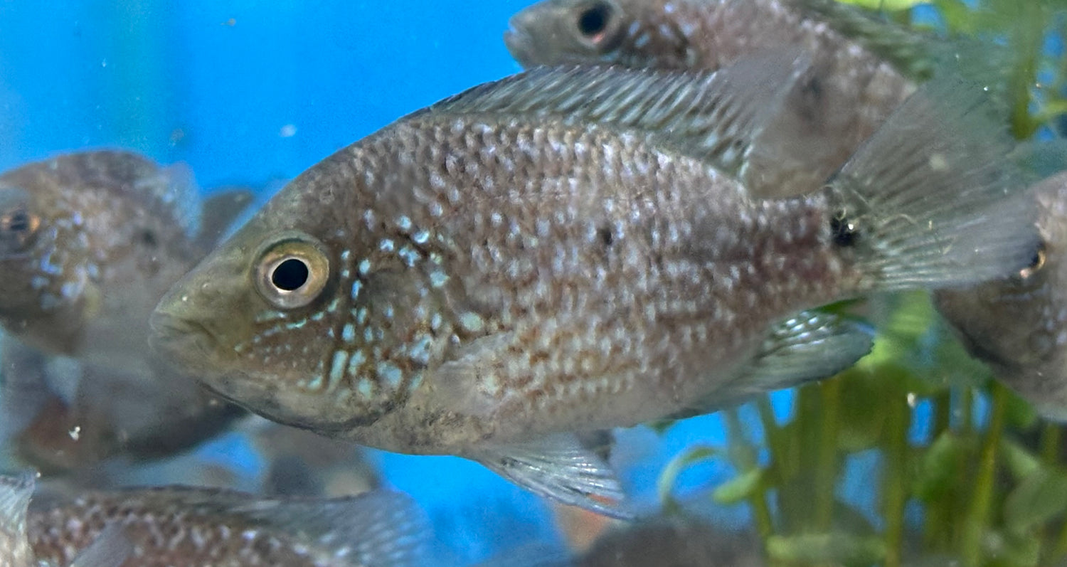 Texas Cichlid (1.5-2”)