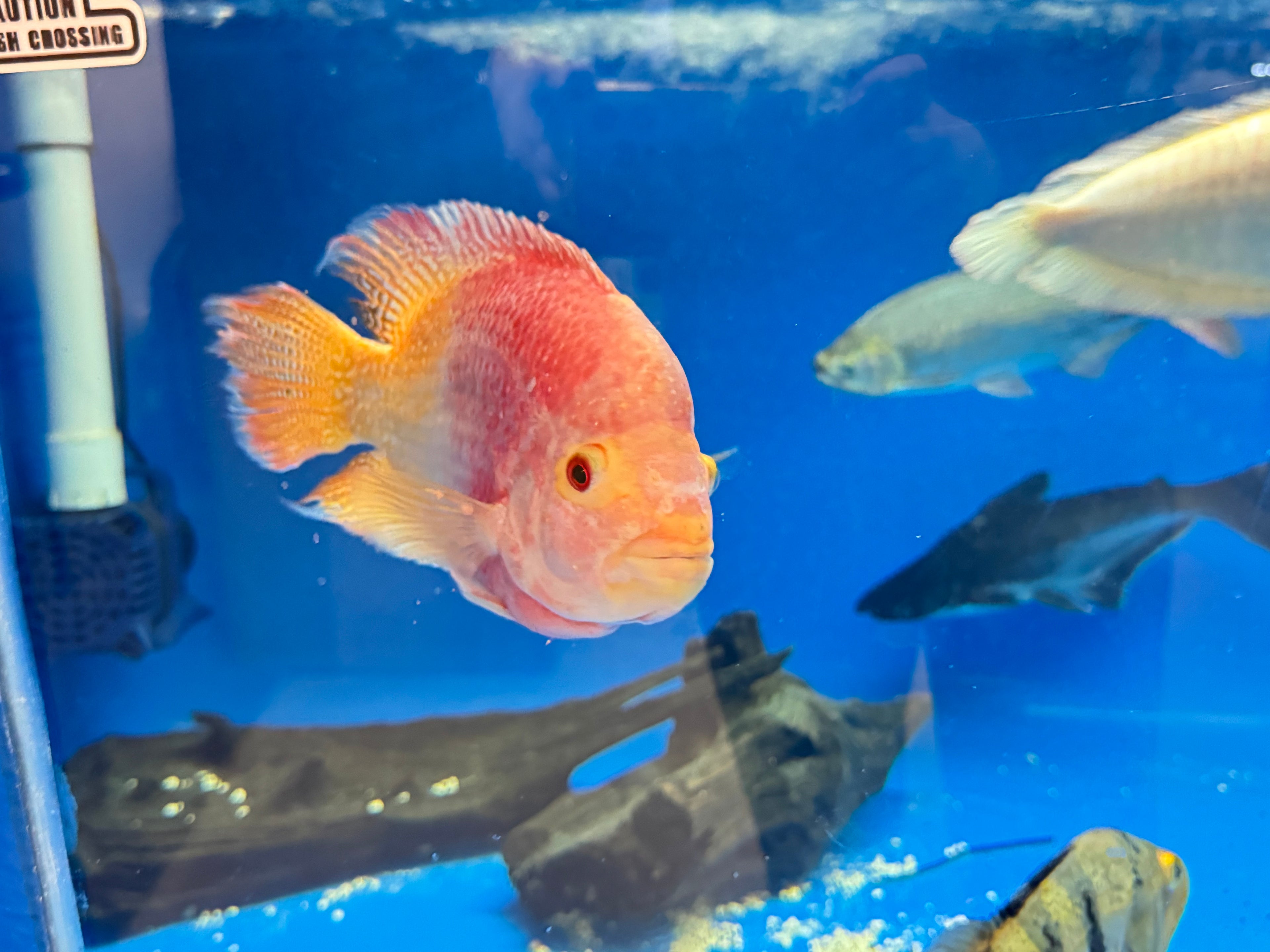 XL Goldenbase Flowerhorn (12”+)