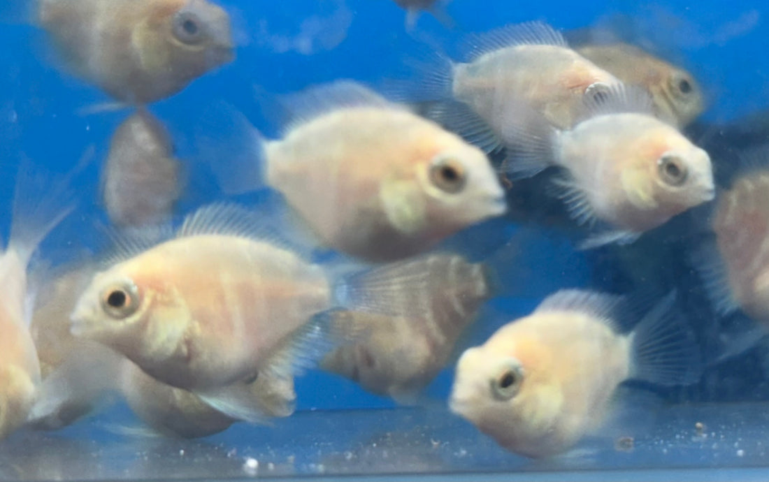 Baby Platinum Polar Parrot (.75-1”)