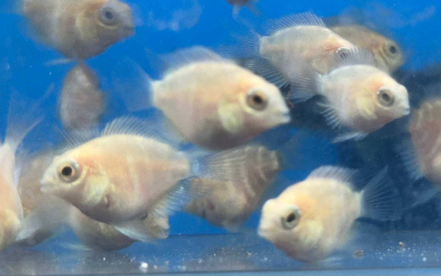 Baby Platinum Polar Parrot (.75-1”)
