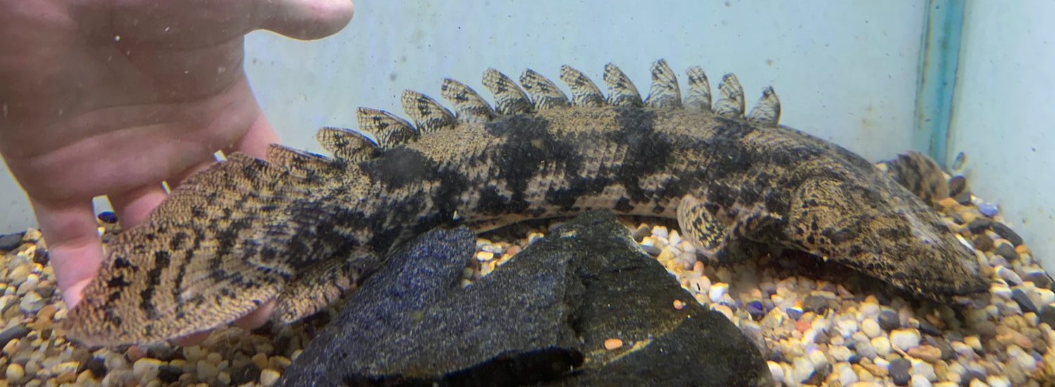 Jumbo Endlicheri Polypterus (18-20”)