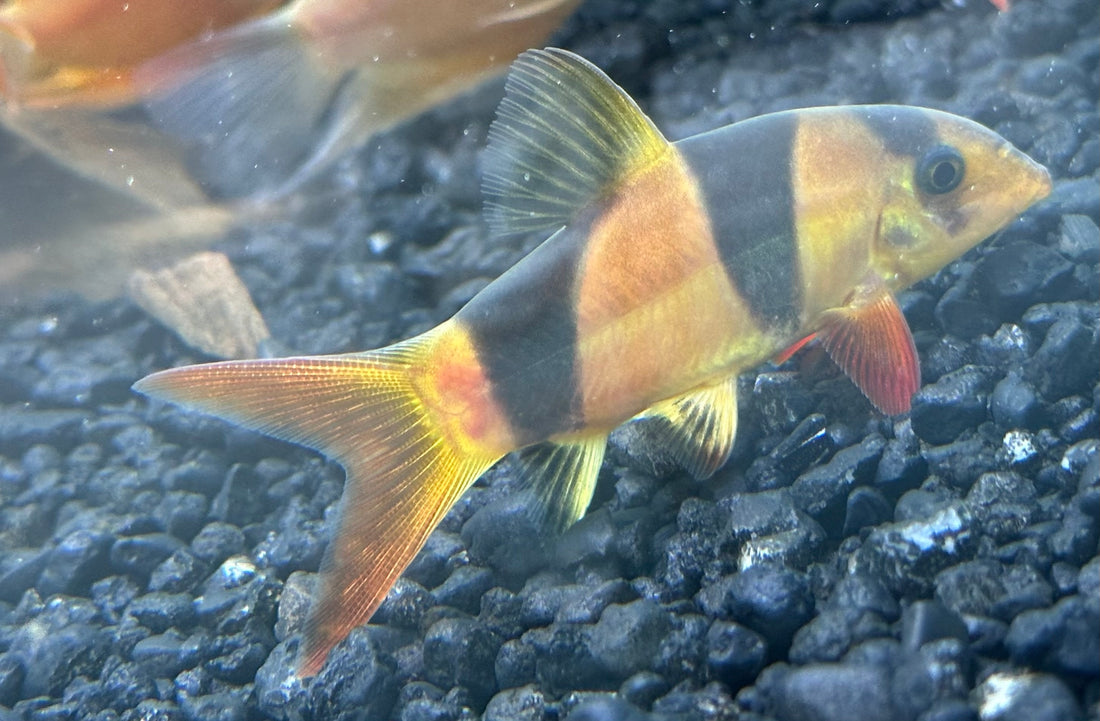 Med Clown Loach (3-3.5”)