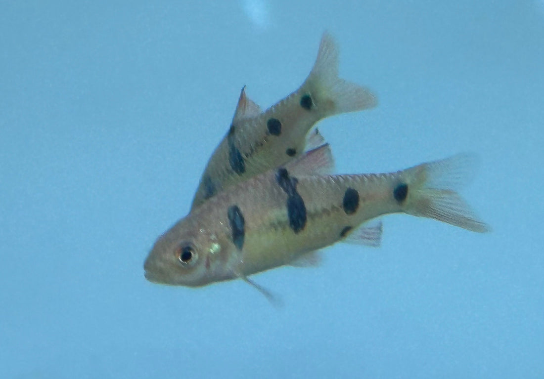 Clown Barb (2”)