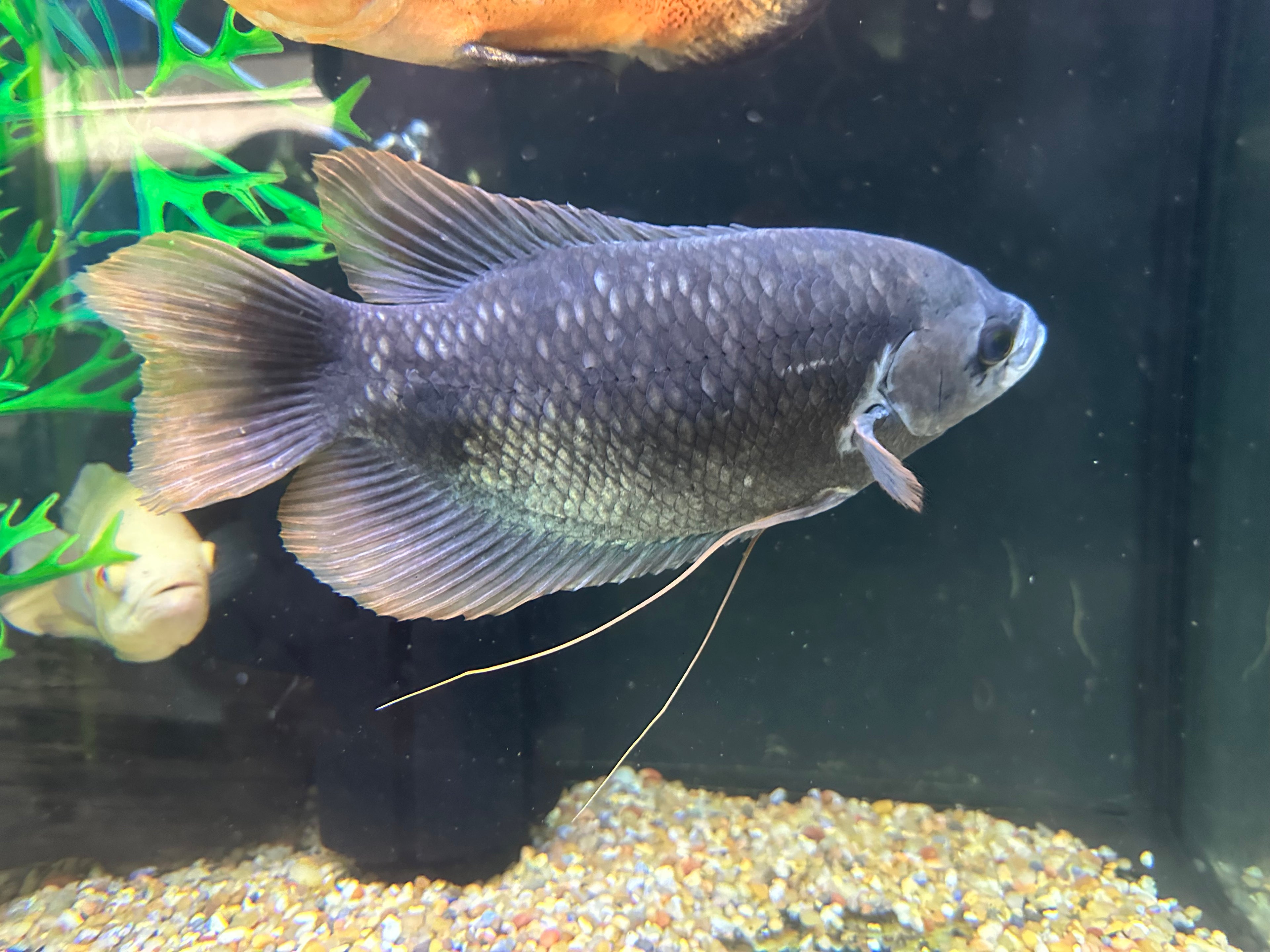 XL Redtail Giant Gourami (9-10”)