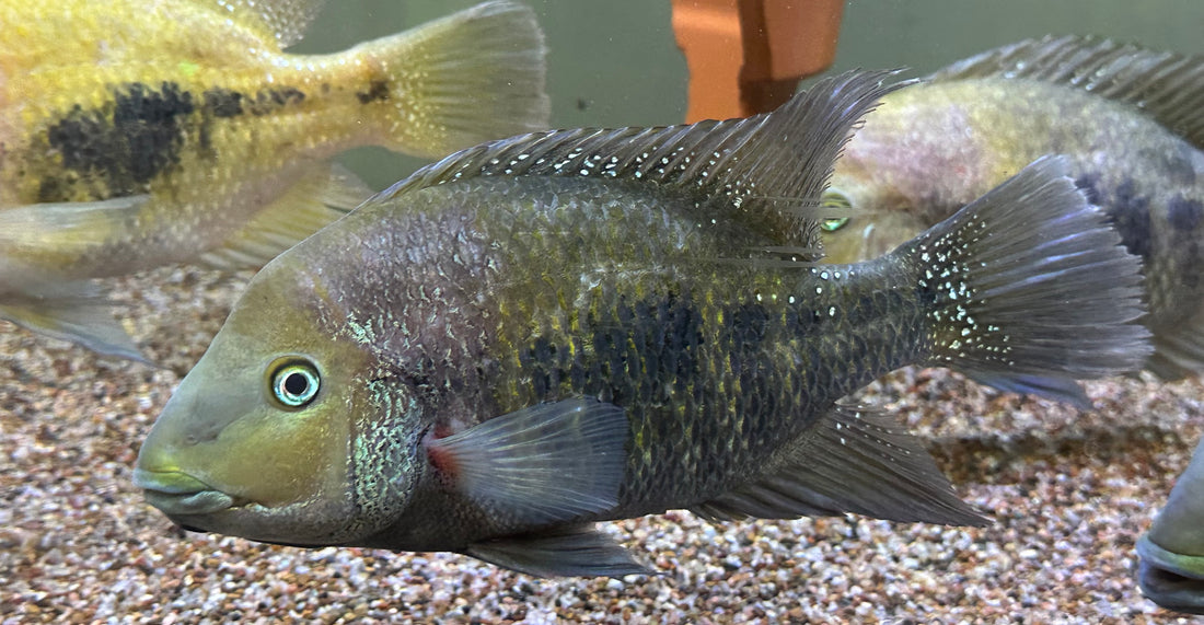 Jumbo Blue Lip Cichlid (8-9”)