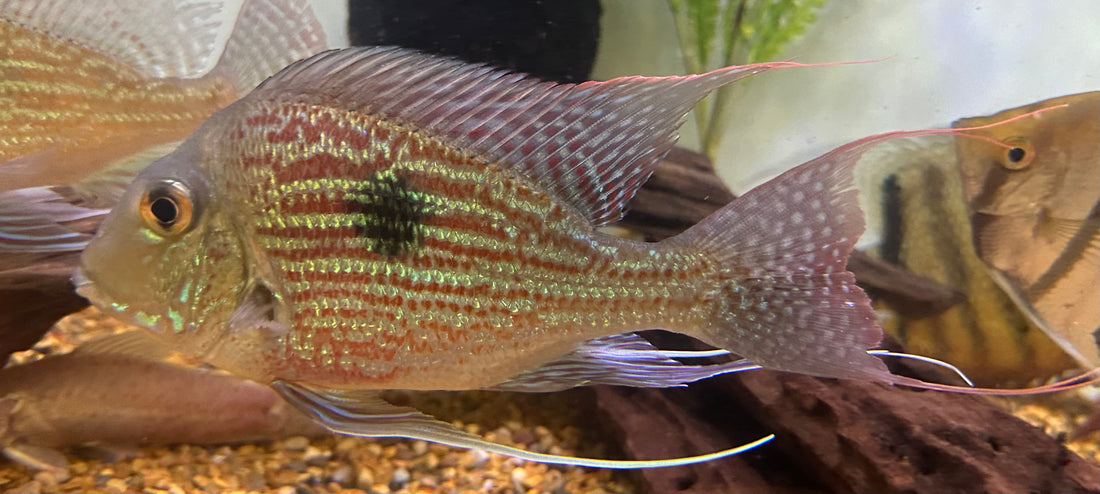 XL Sveni Geophagus (7.5-8”)