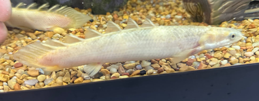 XL Marble Senegal Polypterus (6-7”)