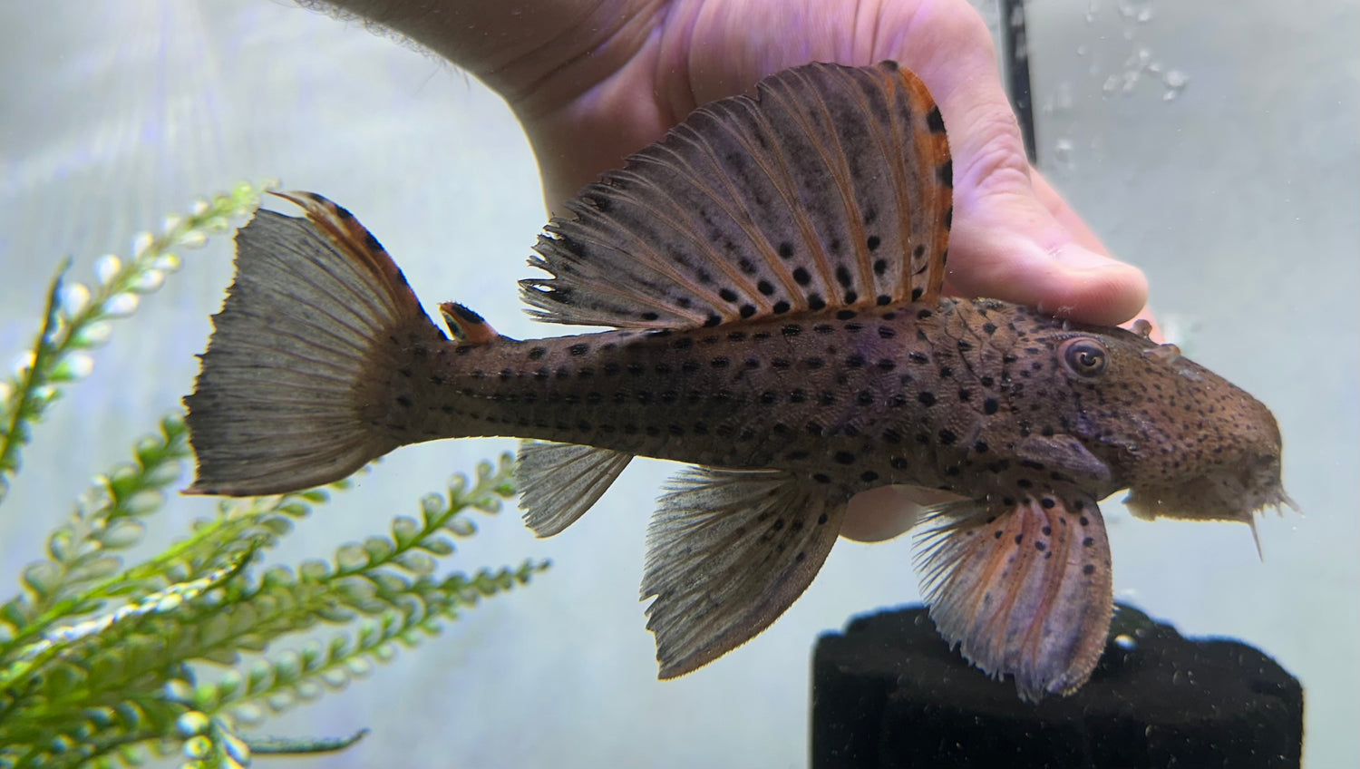 Jumbo L091 Three Beacon Pleco (7.5-8”)