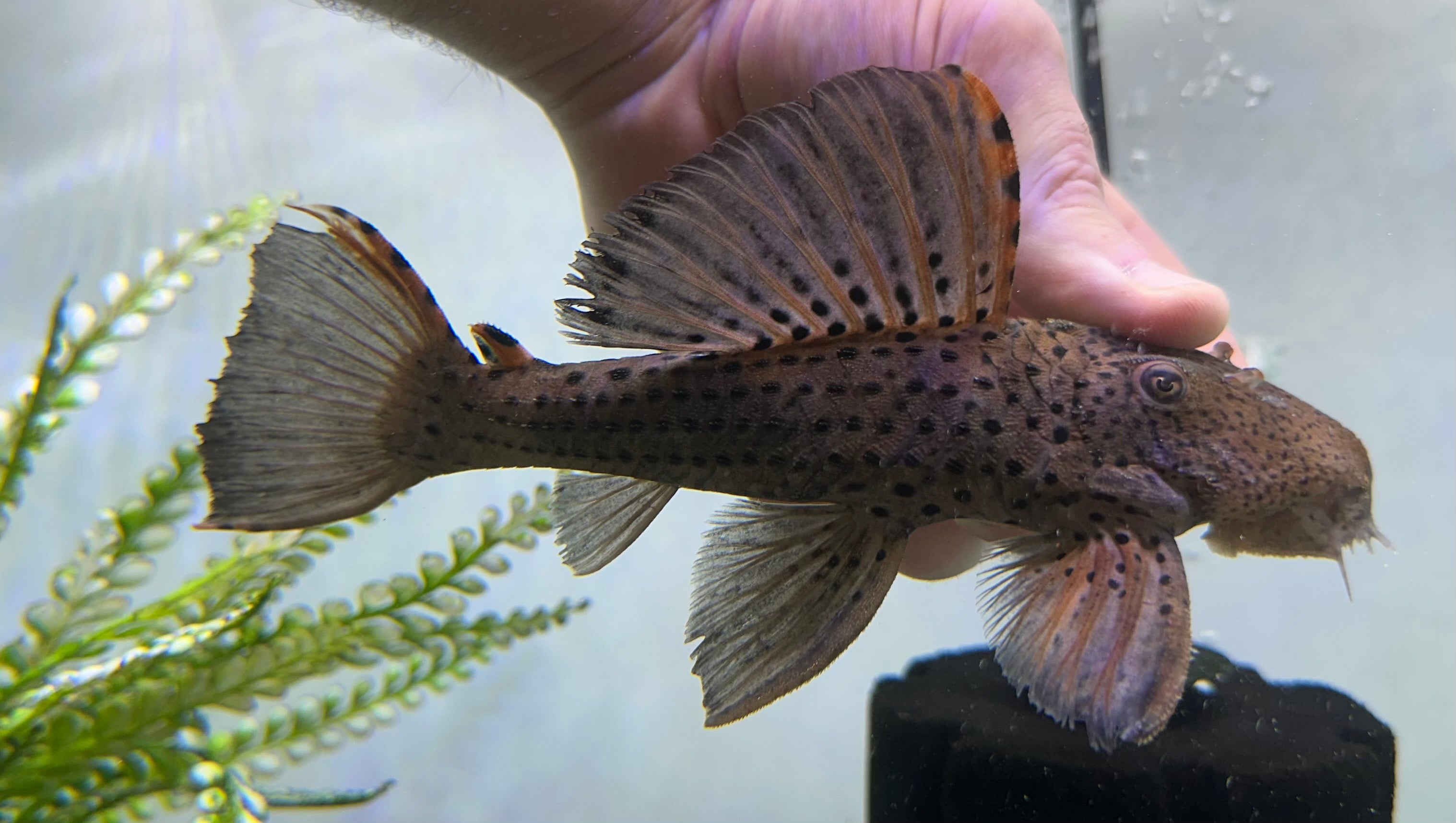 Jumbo L091 Three Beacon Pleco (7.5-8”)