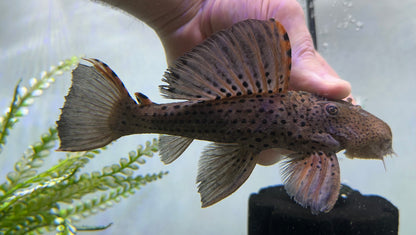 Jumbo L091 Three Beacon Pleco (7.5-8”)