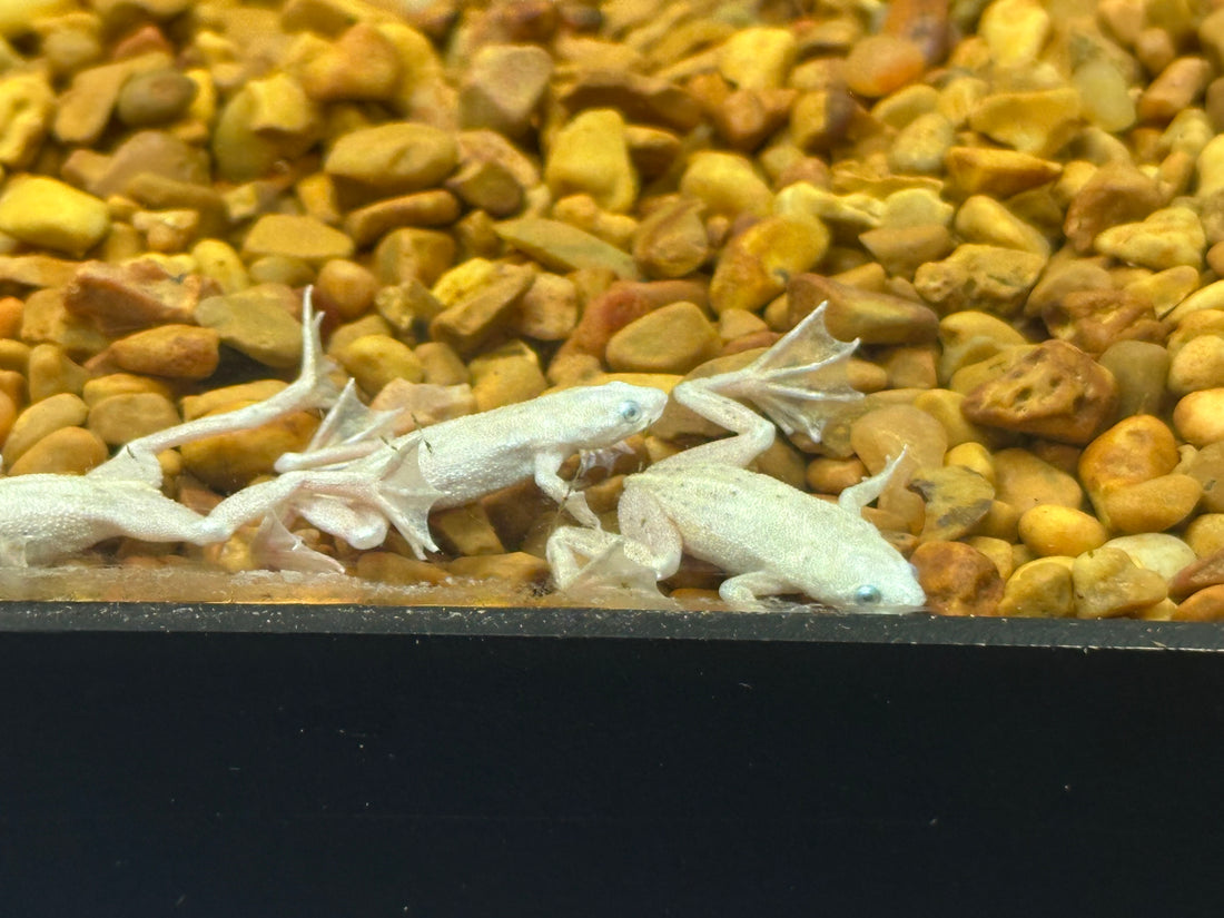 Platinum African Dwarf Frog (1”)
