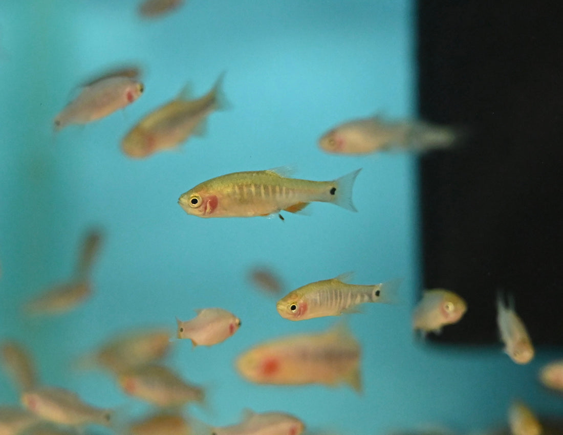 Emerald Rasbora (.75-1”)
