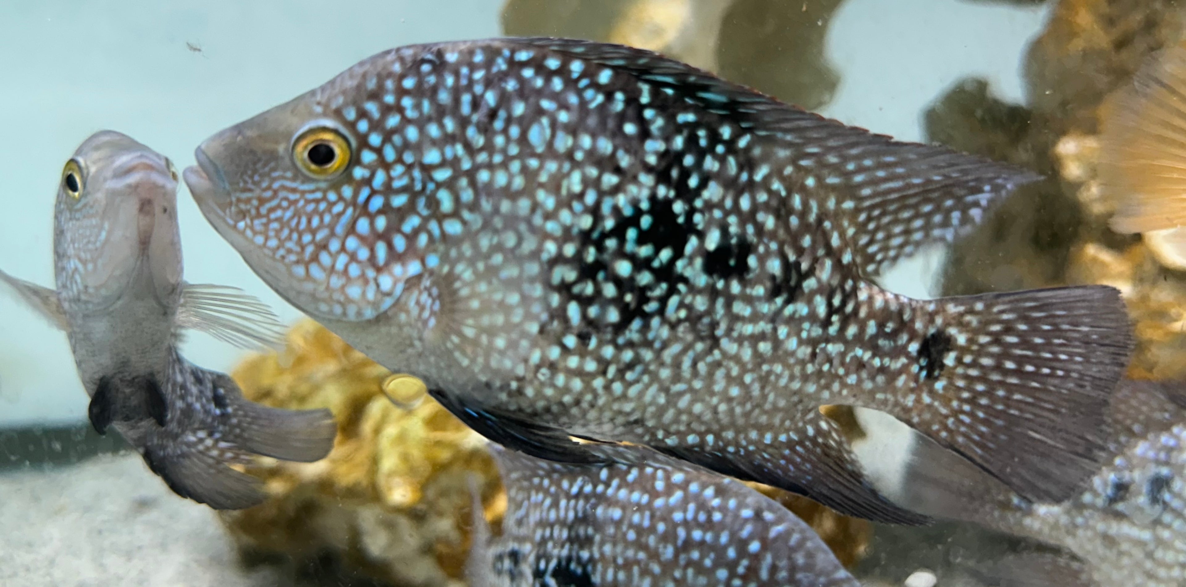 Texas Cichlid (4-4.5”)