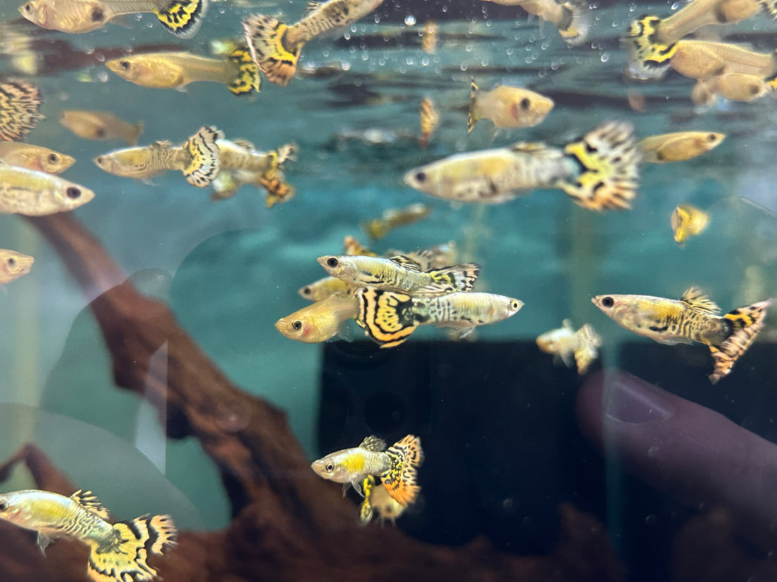 Halfmoon Tiger Guppy Pair (1”)