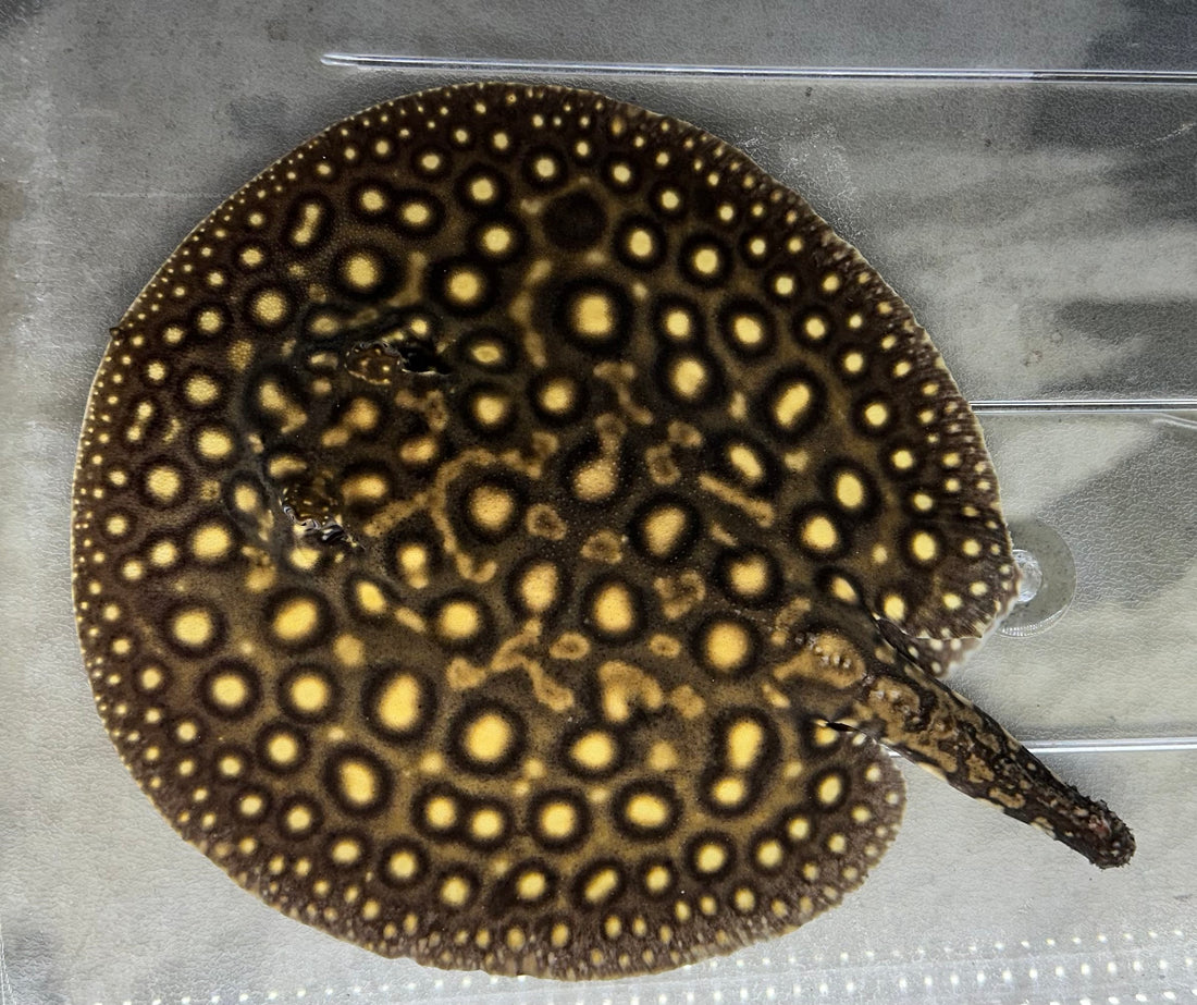 Hybrid Motoro Stingray (Male 9-10”) *Missing Tail*