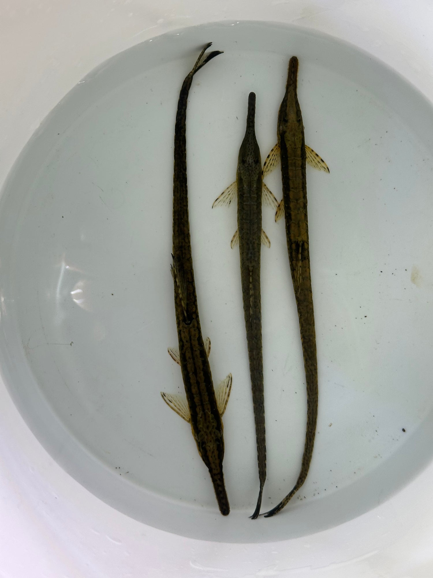 Farowella Catfish (5-6")