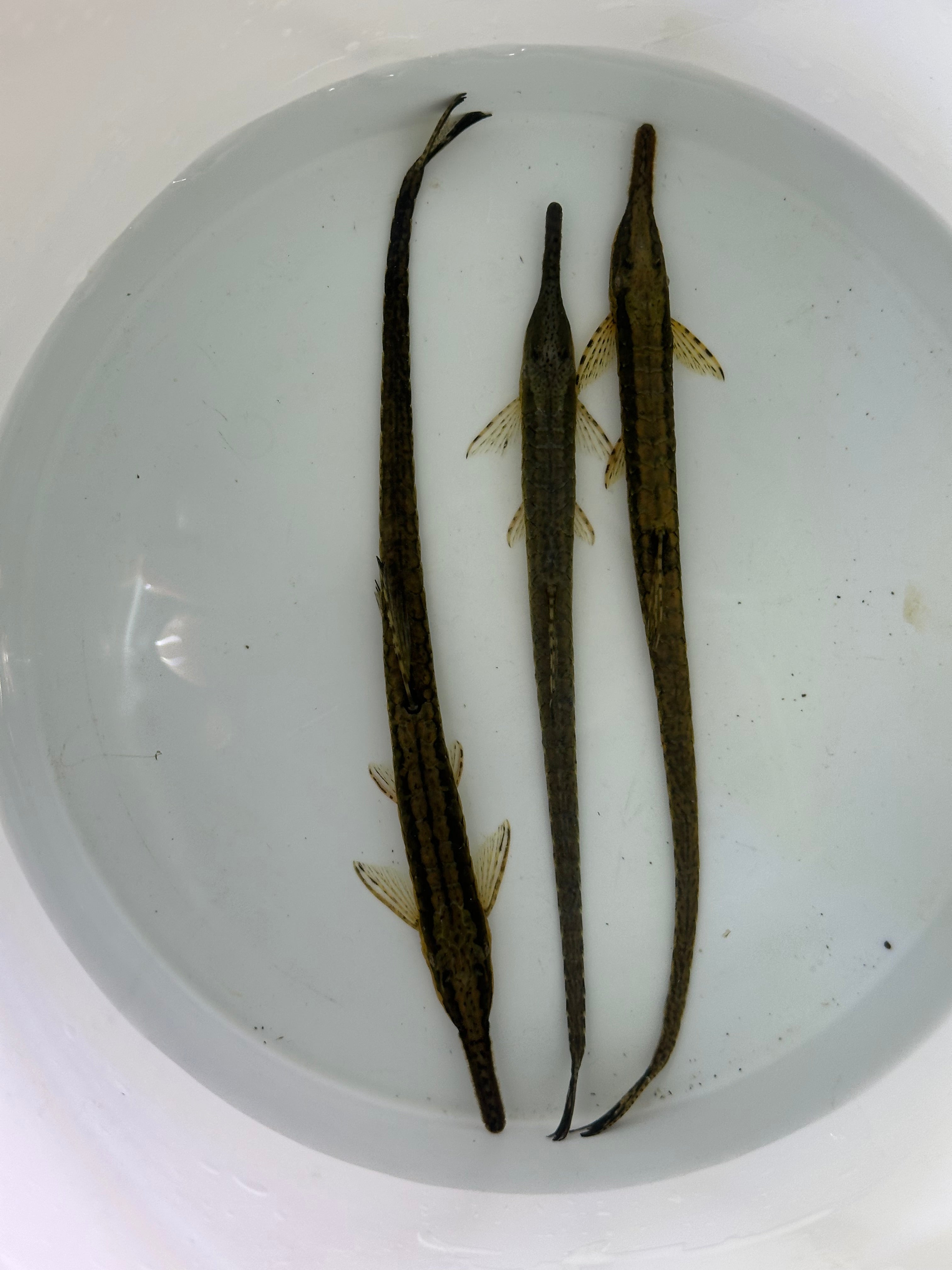 Farowella Catfish (5-6")