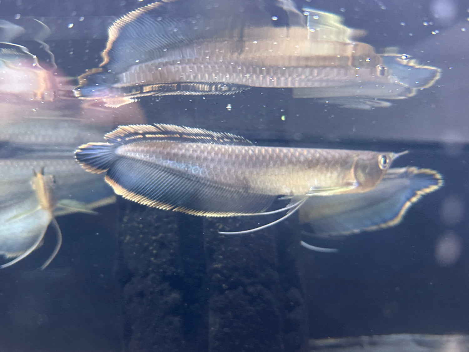 Black Arowana (7-8”)