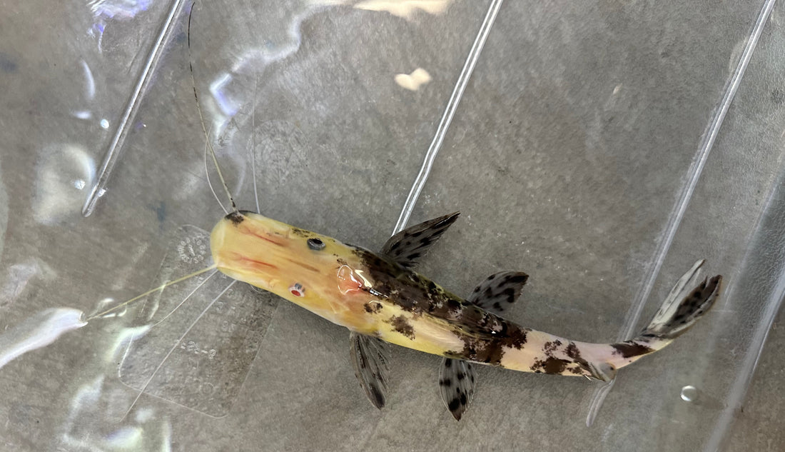 Albino Marble Tiger Shovelnose Catfish (6.5-7”) *1 Black and 1 Red Eye*