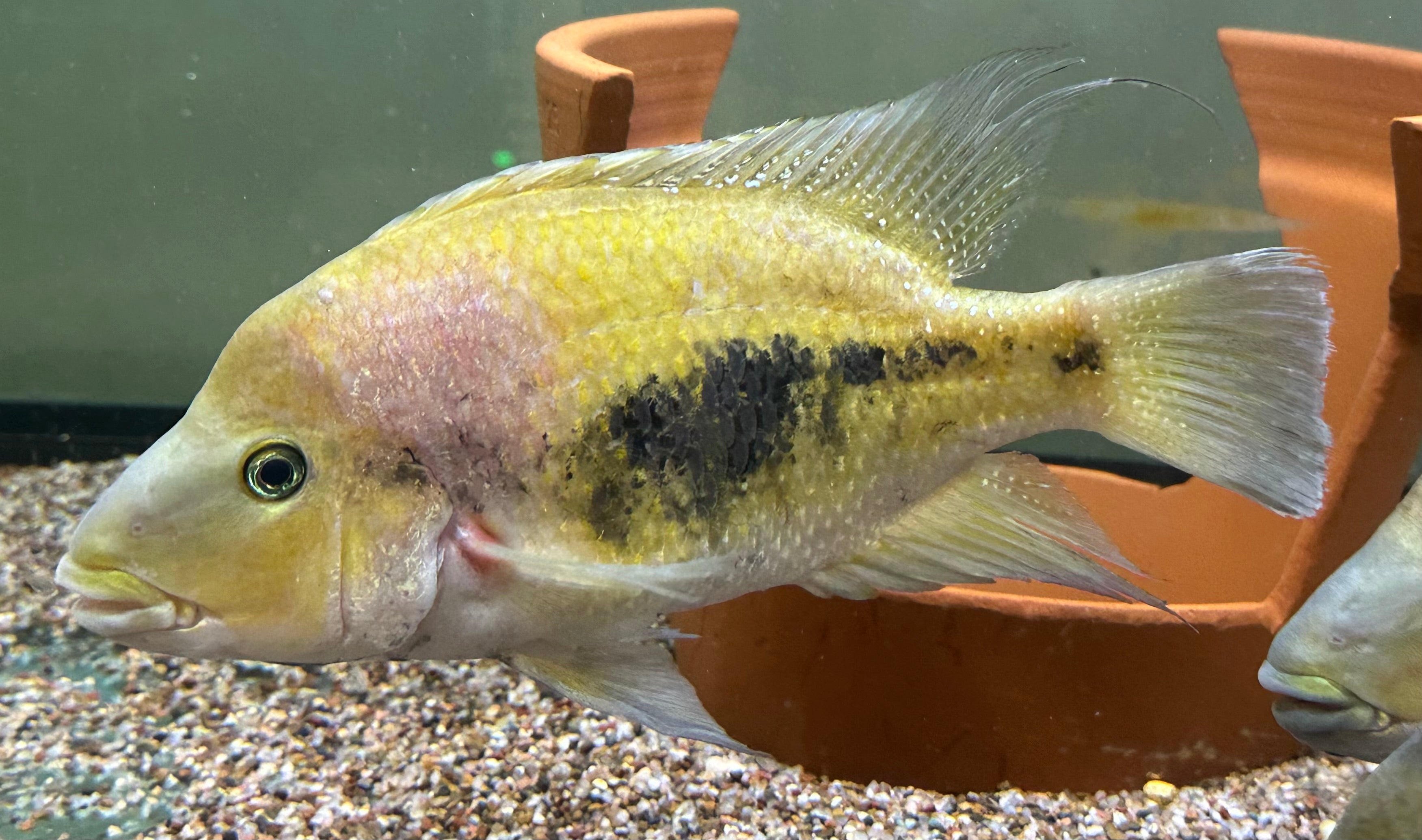 Jumbo Blue Lip Cichlid (8-9”)