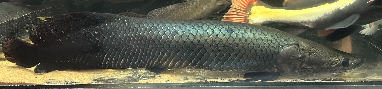 Jumbo (MONSTER) Arapaima (36-38”)
