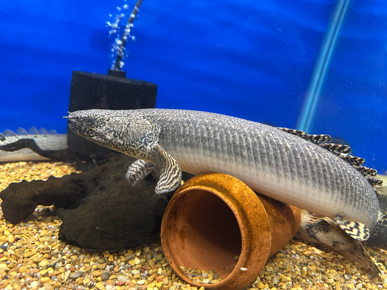 Jumbo Ornate Polypterus (16-17”)