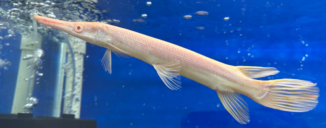 Albino Alligator Gar (11-12”)