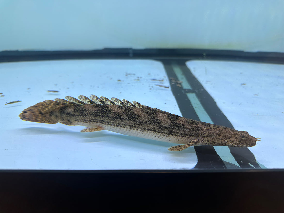 Endlicheri x Lapradai Hybrid Polypterus (9-10”)