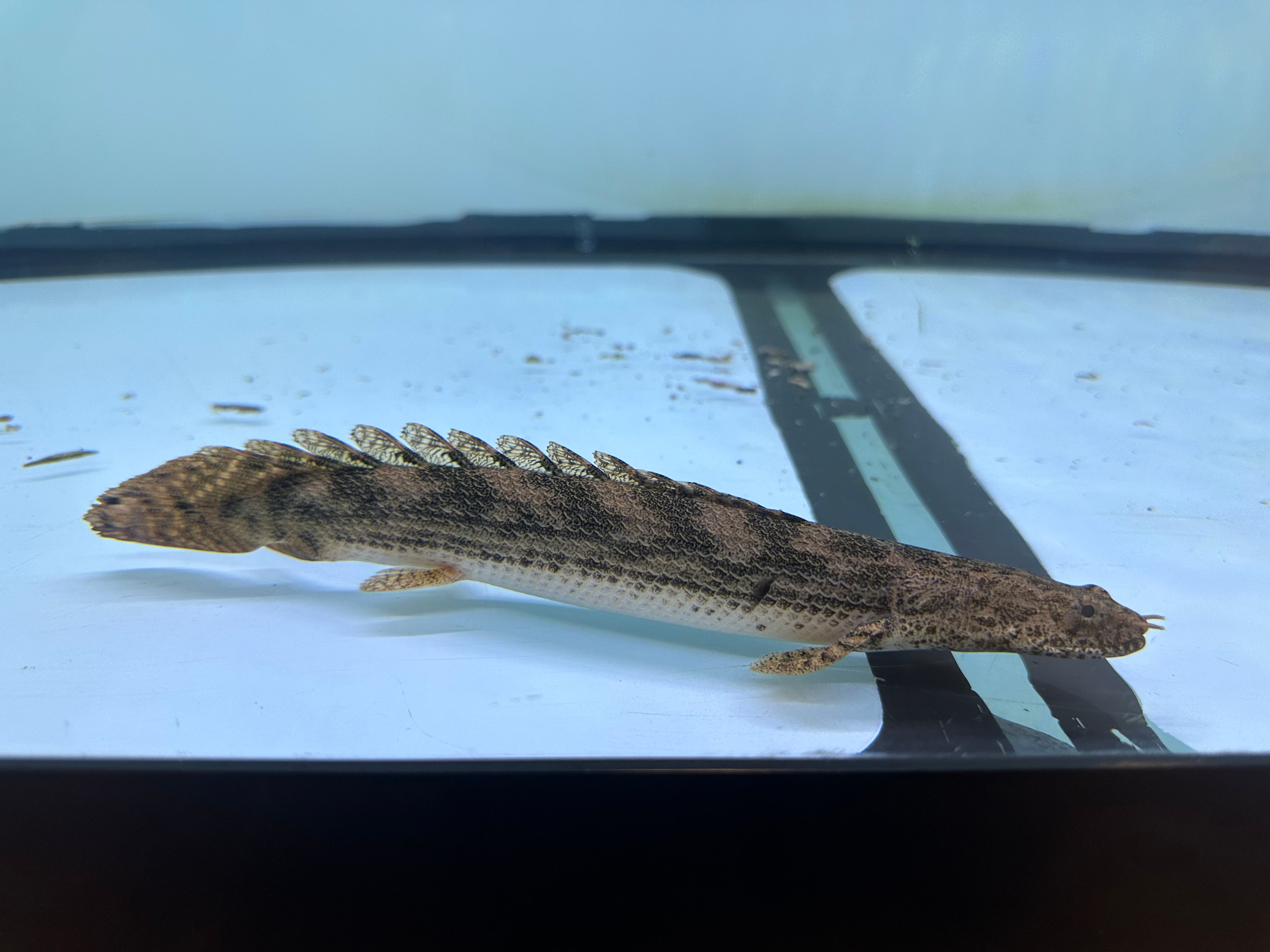 Endlicheri x Lapradai Hybrid Polypterus (9-10”)