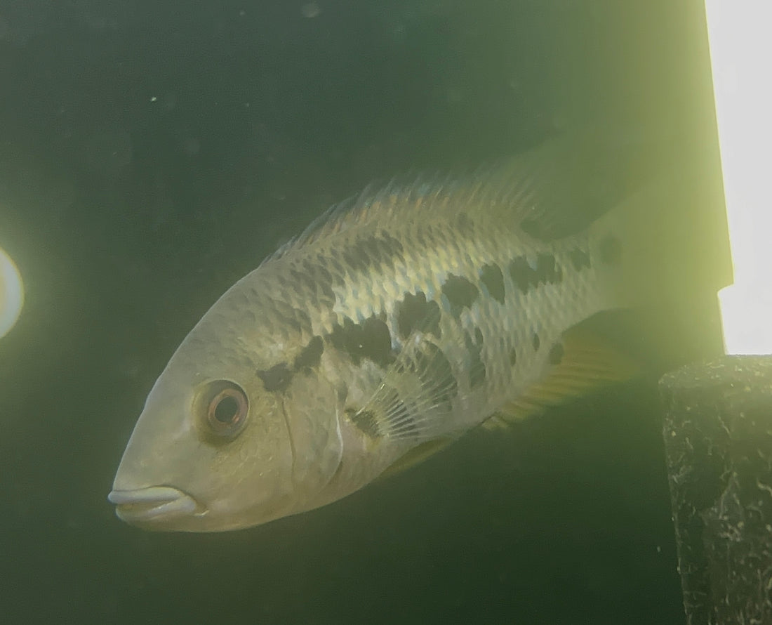 Astromaculatus Cichlid (5-6”)