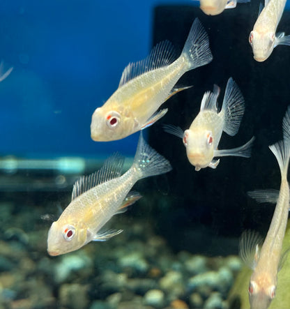 Albino Heckelii Geophagus  Cichlid (2”)
