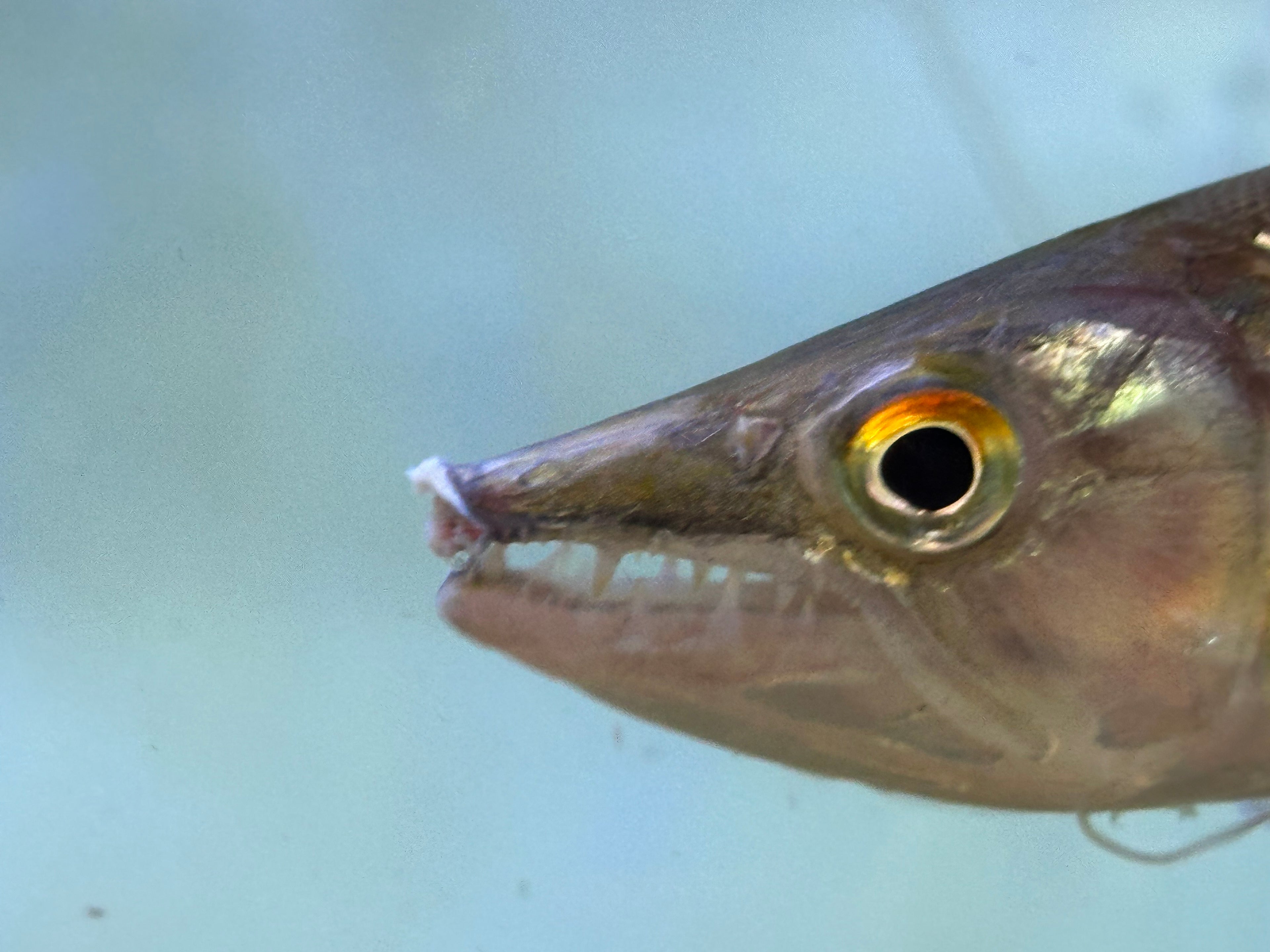 XL Redtail Barracuda (7-8”)