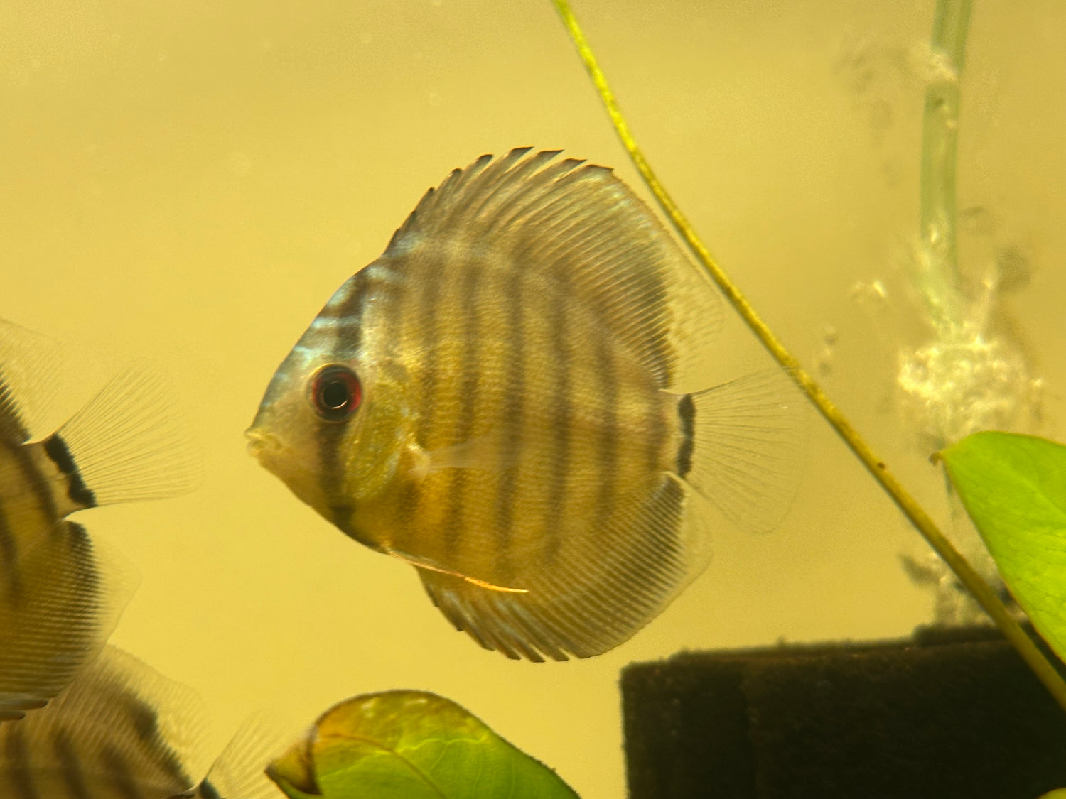 Wild Peru Discus (2.5-3”)