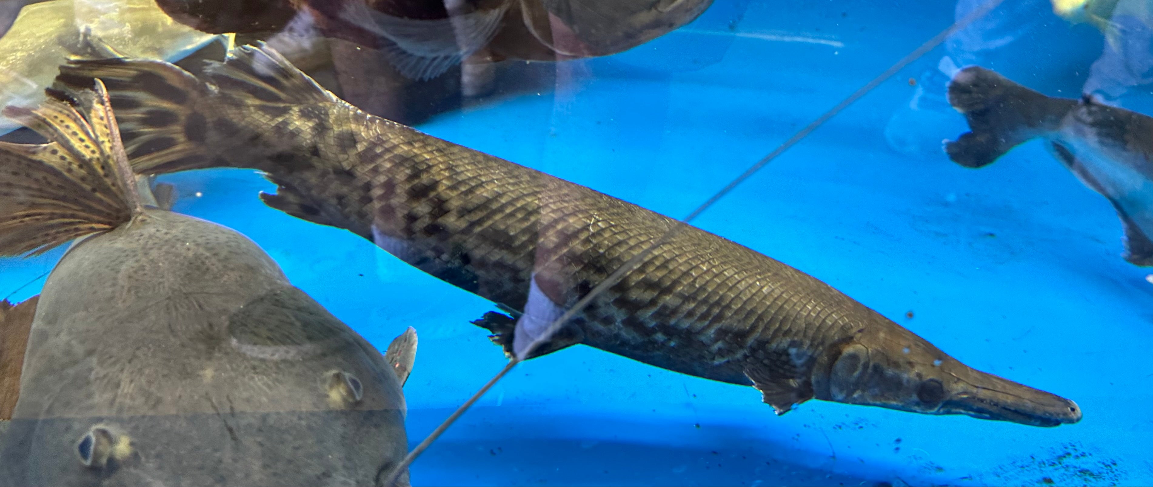 XXL Alligator Gar (24”+)