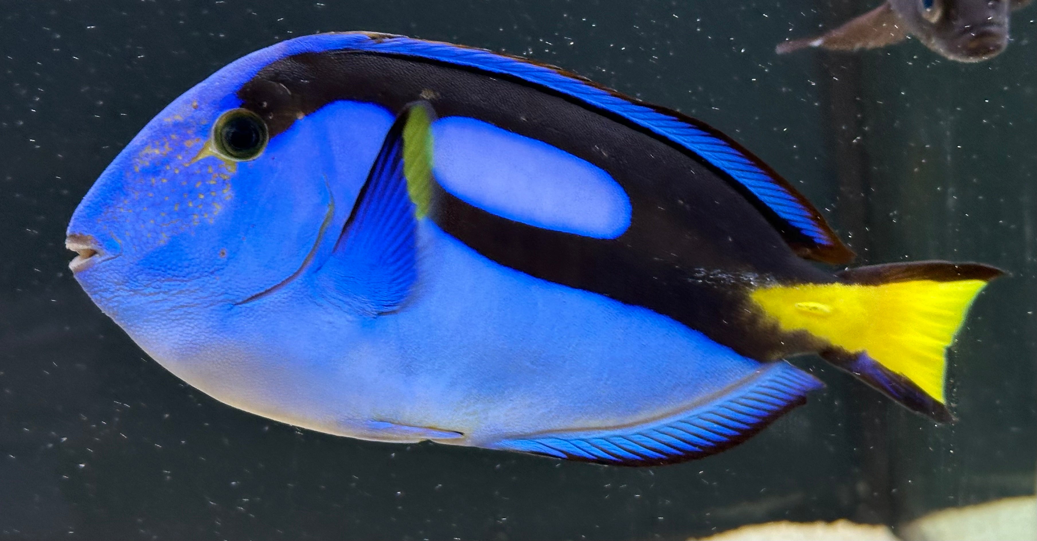 Hippo Tang (6-7”)