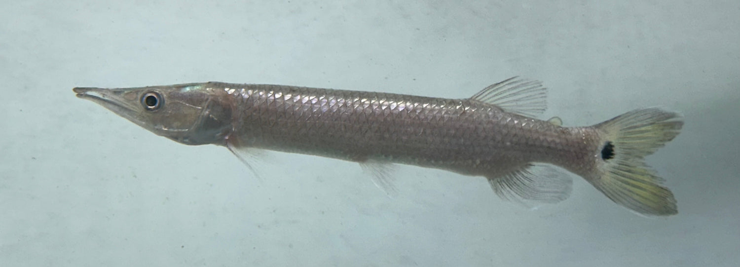 Large Hujeta Gar (5”)