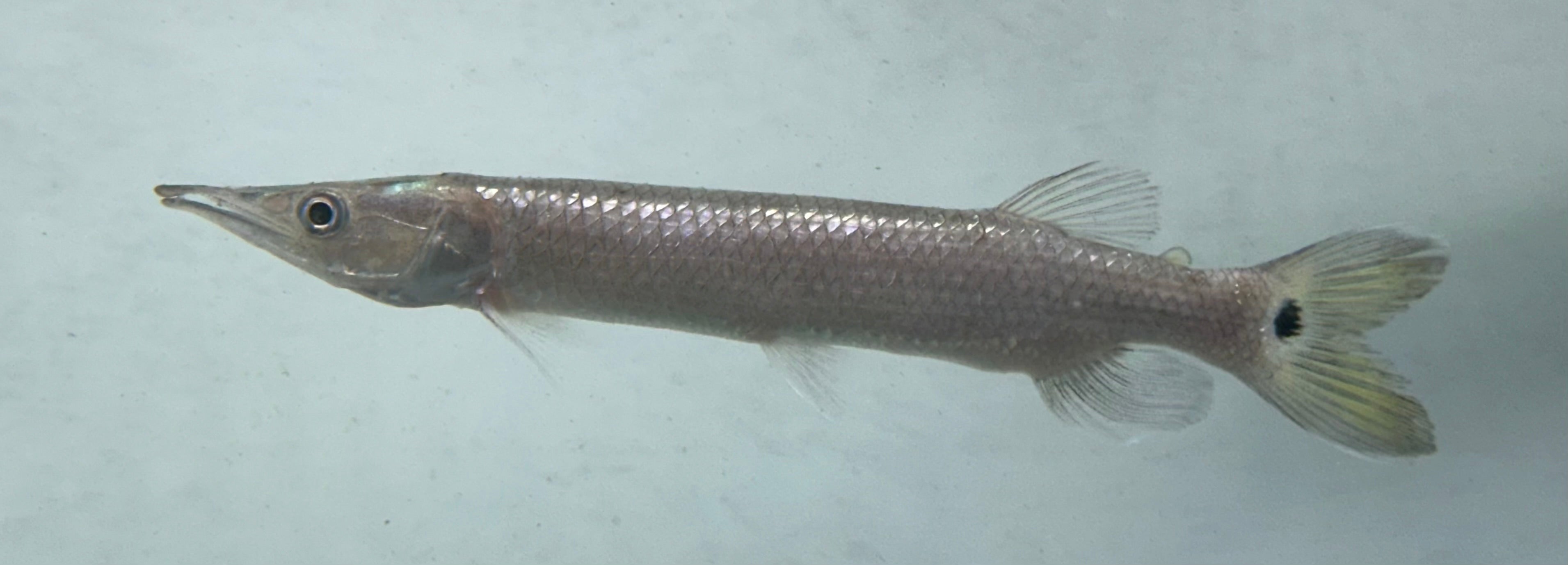 Large Hujeta Gar (5”)