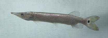 Large Hujeta Gar (5”)