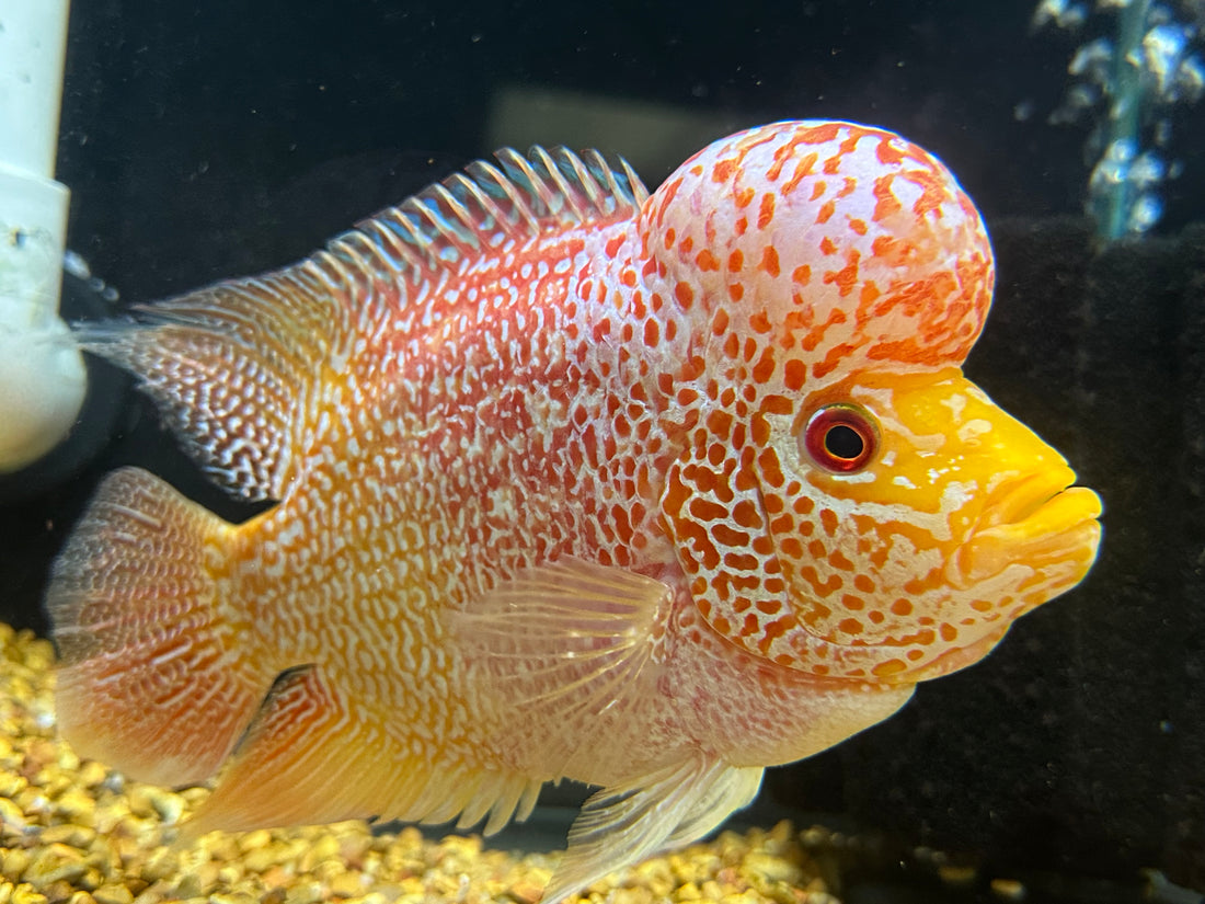 XL Goldenbase Flowerhorn (7”)