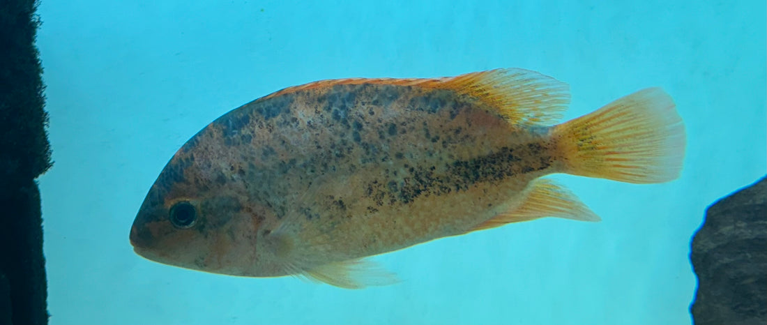 Fenestratus Vieja Cichlid (6”+)