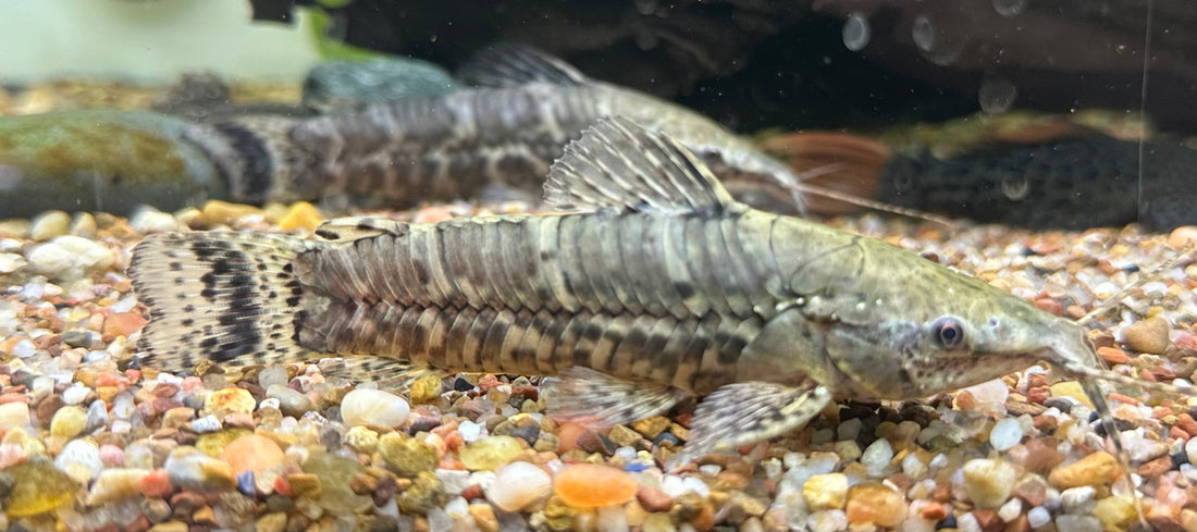 Tiger Hoplo Catfish (3.5-4”)